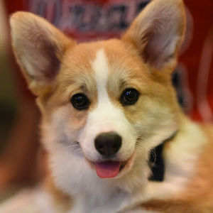 Meet your Posher, Harper